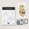 Citrus Blooms Bundle (English) Citrus Blooms Bundle (English)